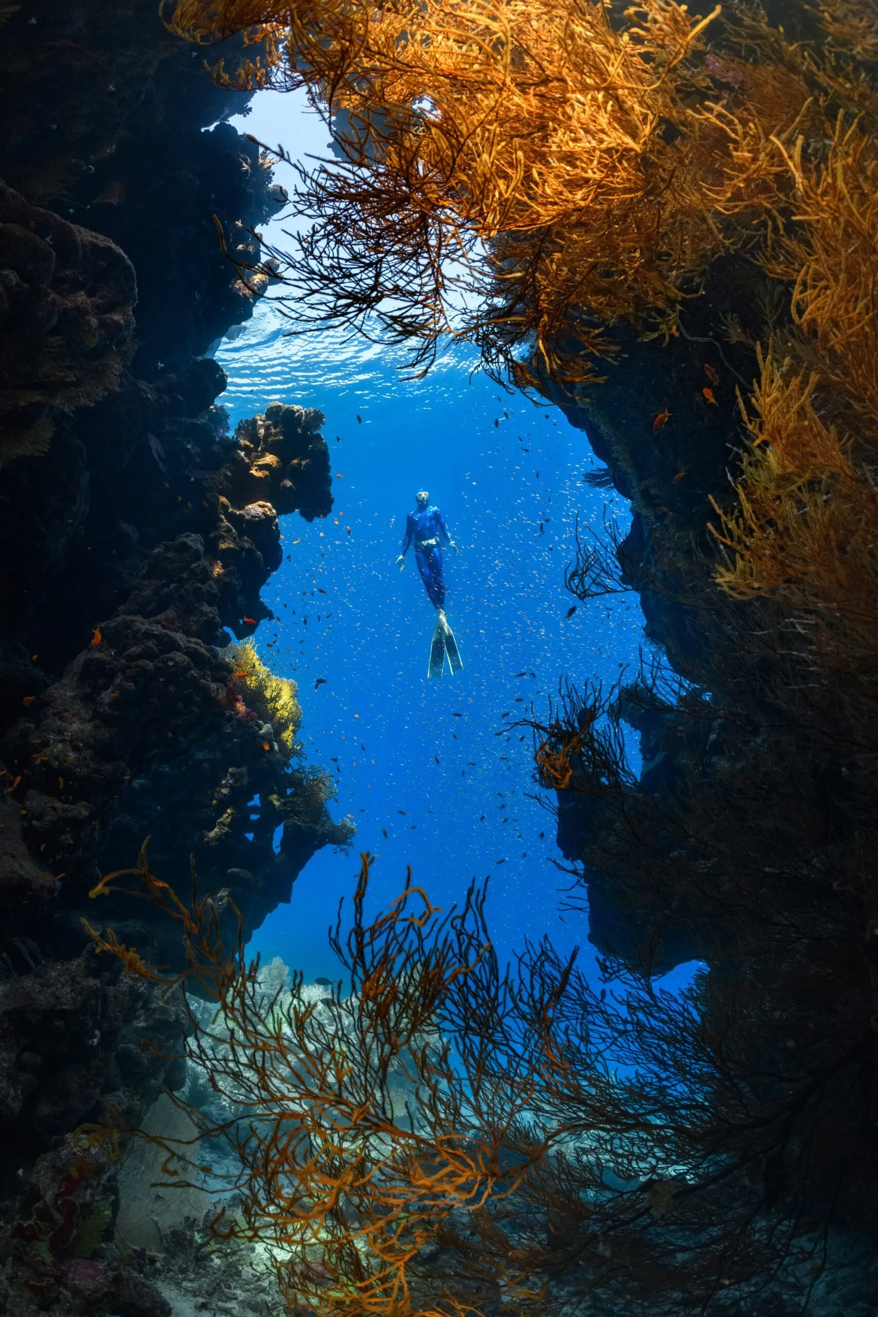 A diver swims through a vibrant underwater coral canyon, with sunlight filtering through the water and orange coral framing the scene.