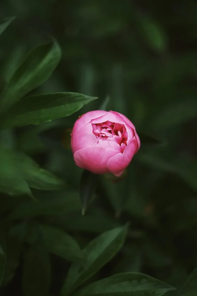 A single pink peony bud with water droplets is surrounded by dark green leaves.