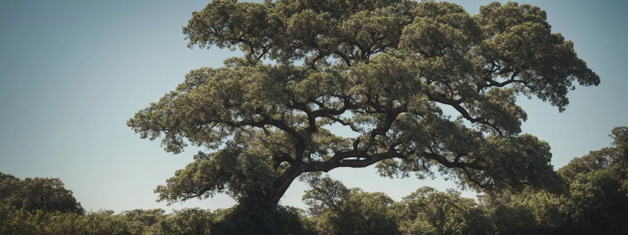 a flourishing tree stands tall against a clean, cloudless sky, symbolizing strong online presence.