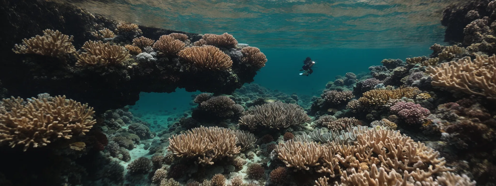 a person diving into crystal-clear waters surrounded by an immersive coral landscape.