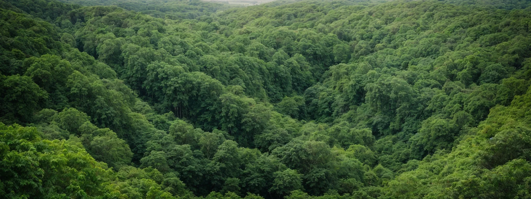 a panoramic view of a lush green forest transitioning into a thriving cityscape representing sustainable growth.