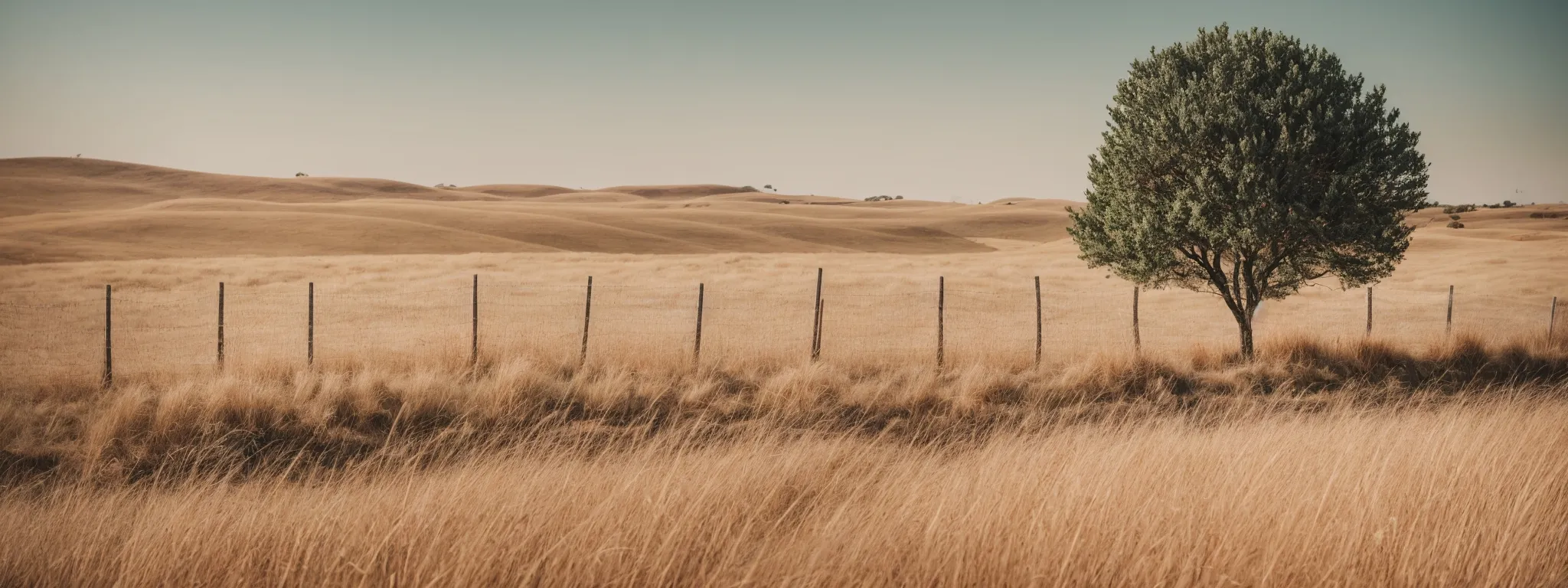 a young tree surrounded by a small fence on a vast digital landscape representing the growth and constraints of new websites in seo.